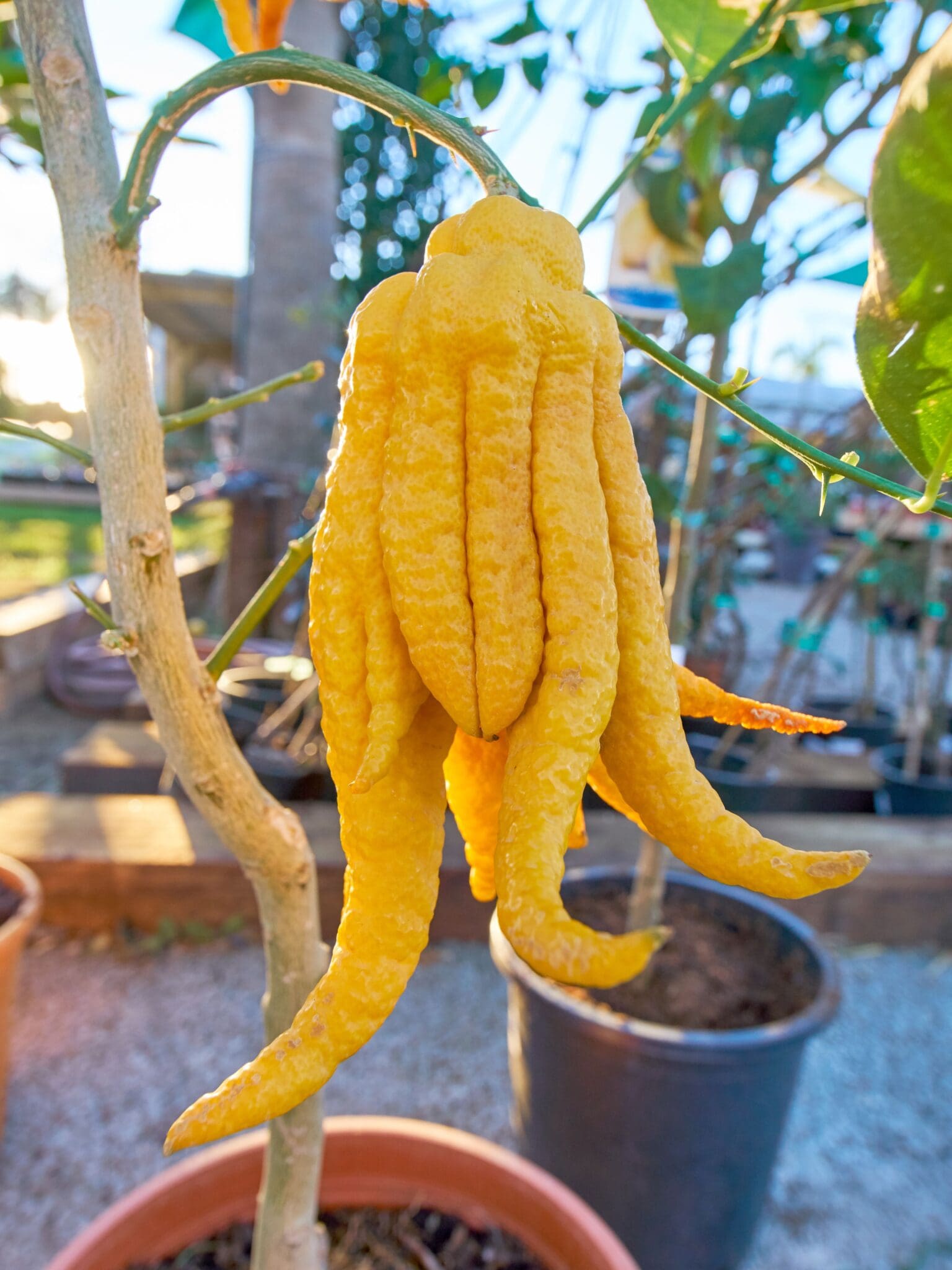 Buddha S Hand Citron Canva Backbone Valley Nursery