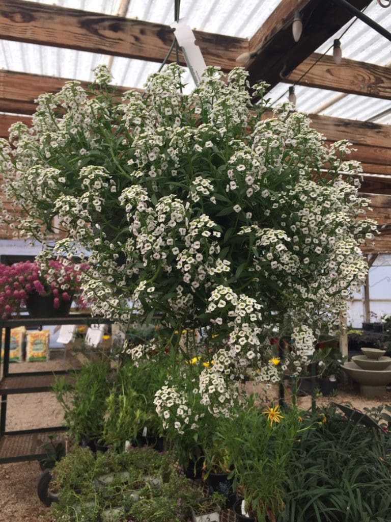 Alyssum White Hb Backbone Valley Nursery