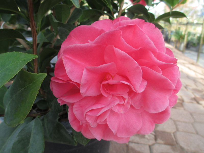 Rose of Winter CAMELLIA JAPONICA evergreen flowering shrub Japanese Camellia