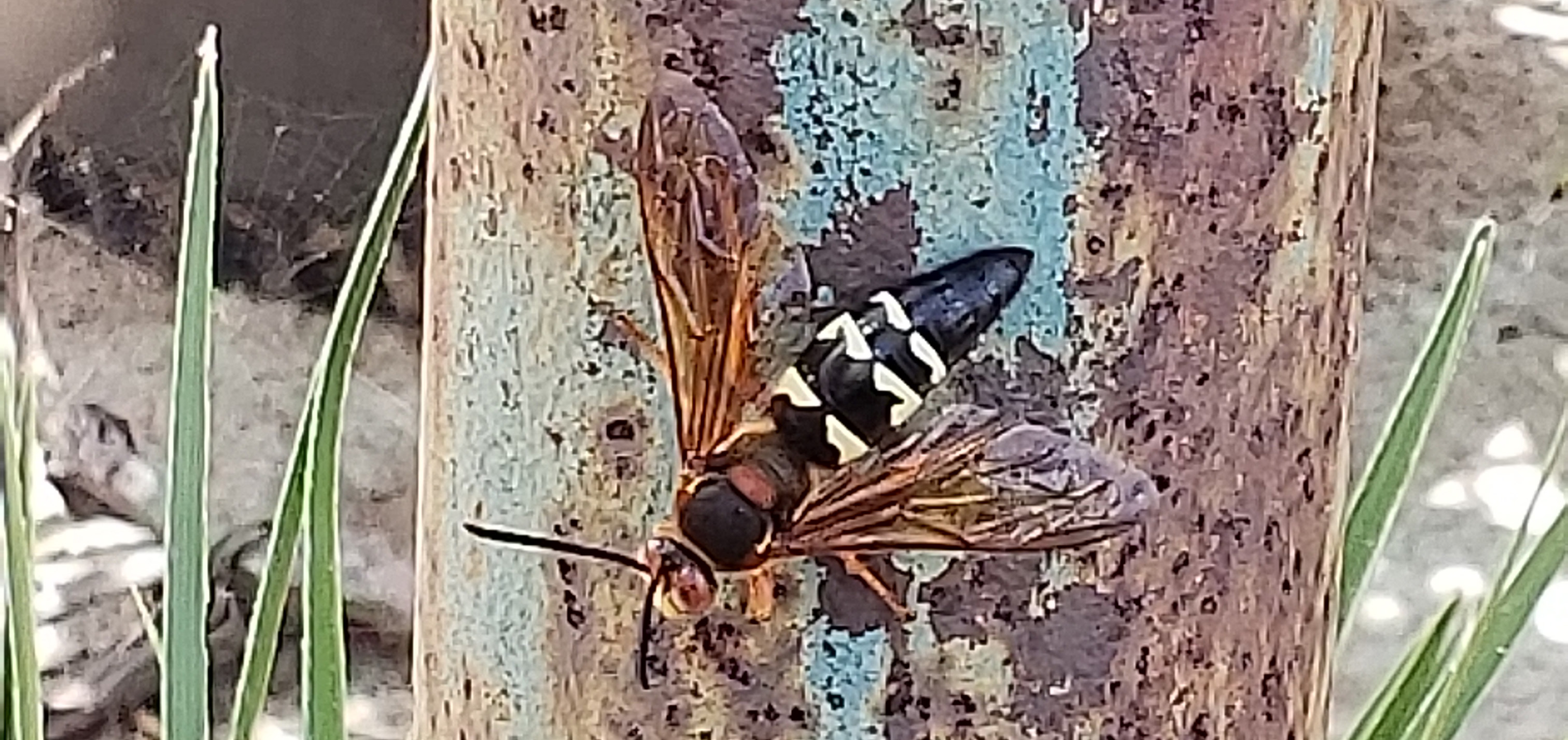 cicada killer sting