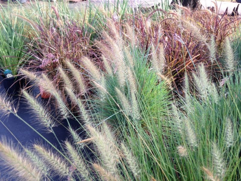 Ornamental Grasses Lots Of Beauty With Less Effort Backbone Valley