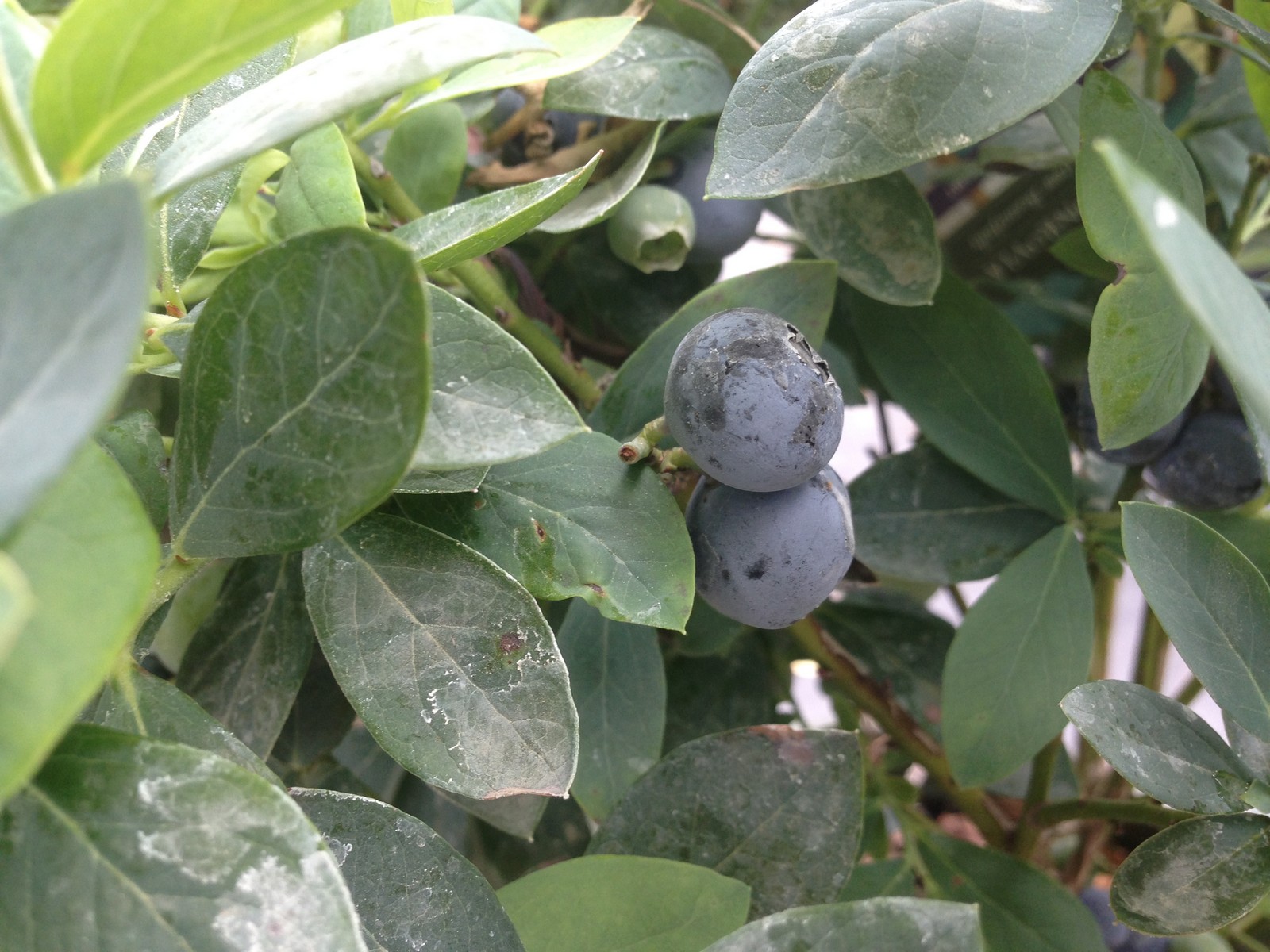 blueberries growing