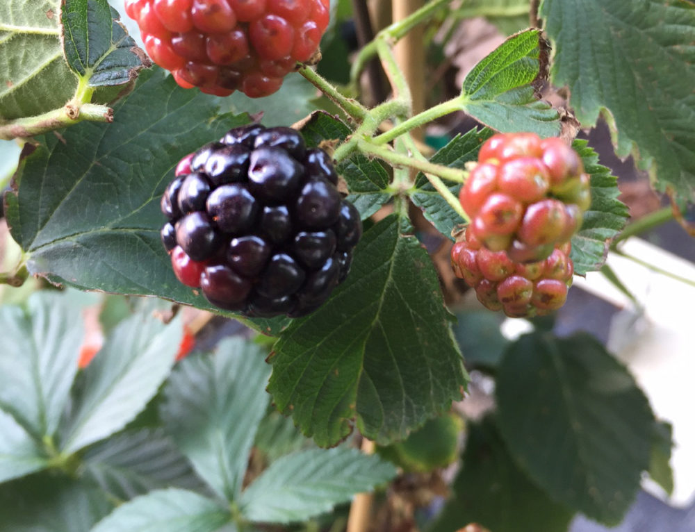Growing Blackberries in Central Texas Backbone Valley Nursery