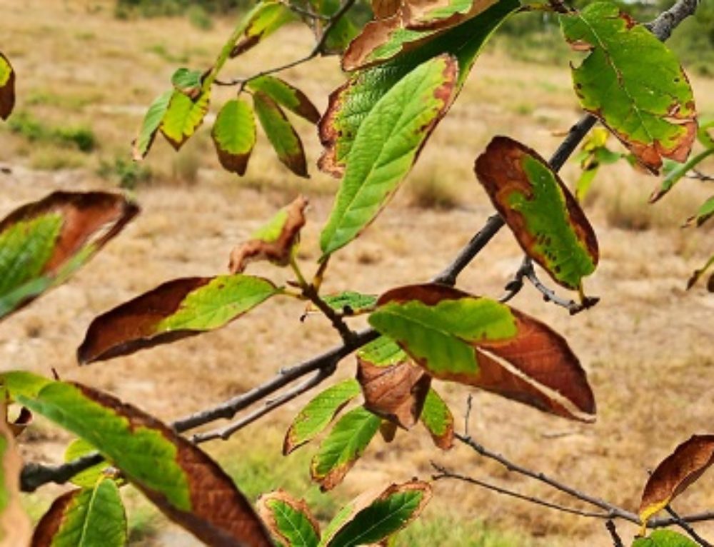 Vines for Central Texas Backbone Valley Nursery