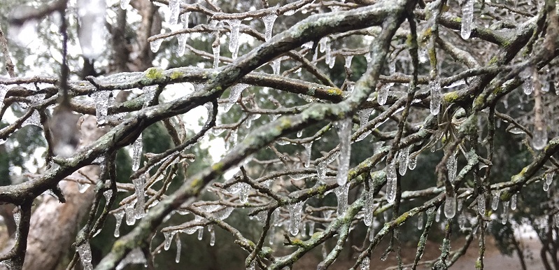 What is this white fluff on my Oak tree? It's falling everywhere! Located  in Southern US. : r/gardening