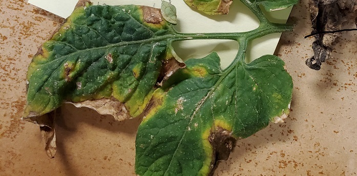 early blight tomato leaf diseases
