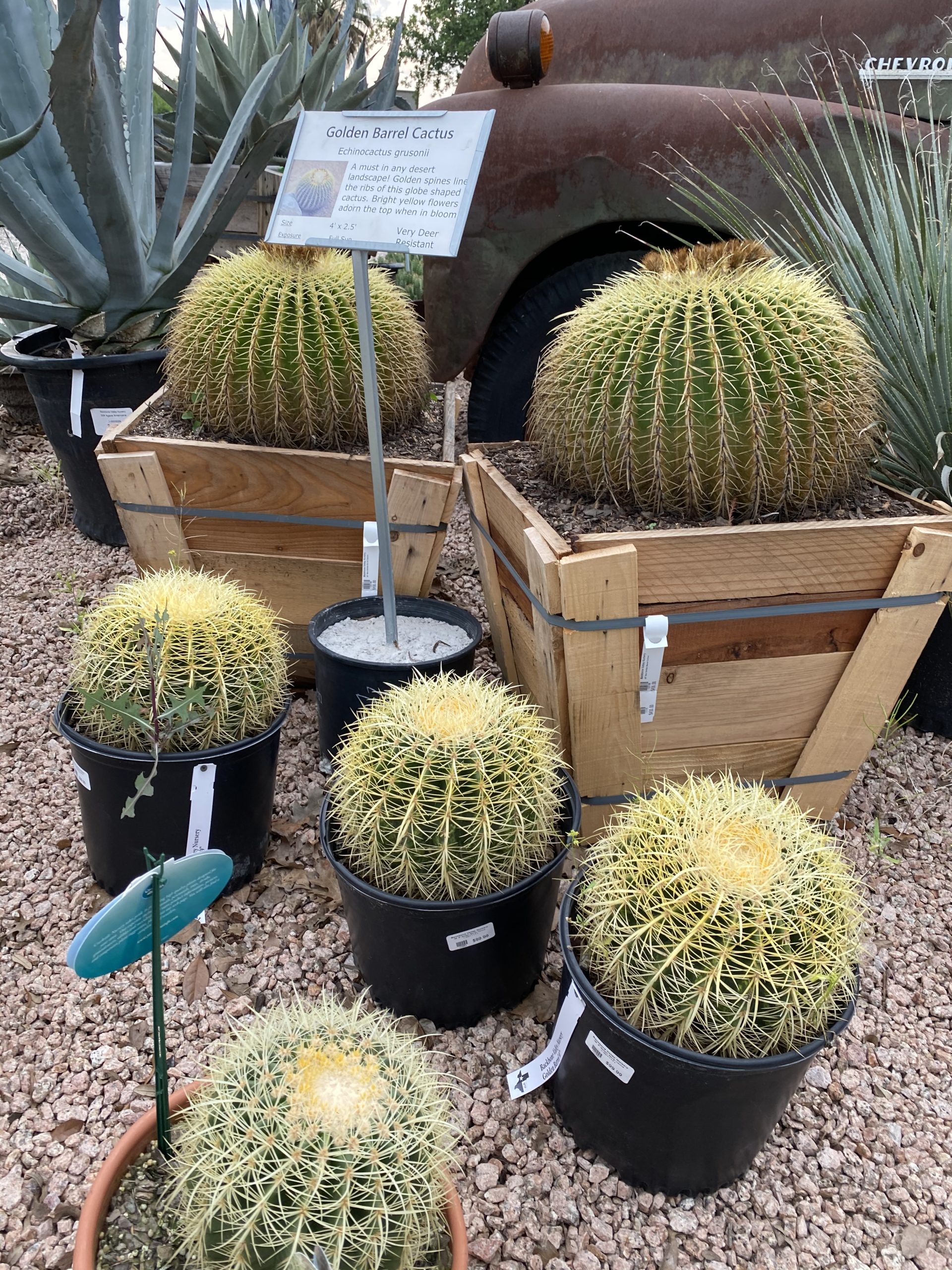 Golden Barrel Cactus/Echinocactus grusonii
