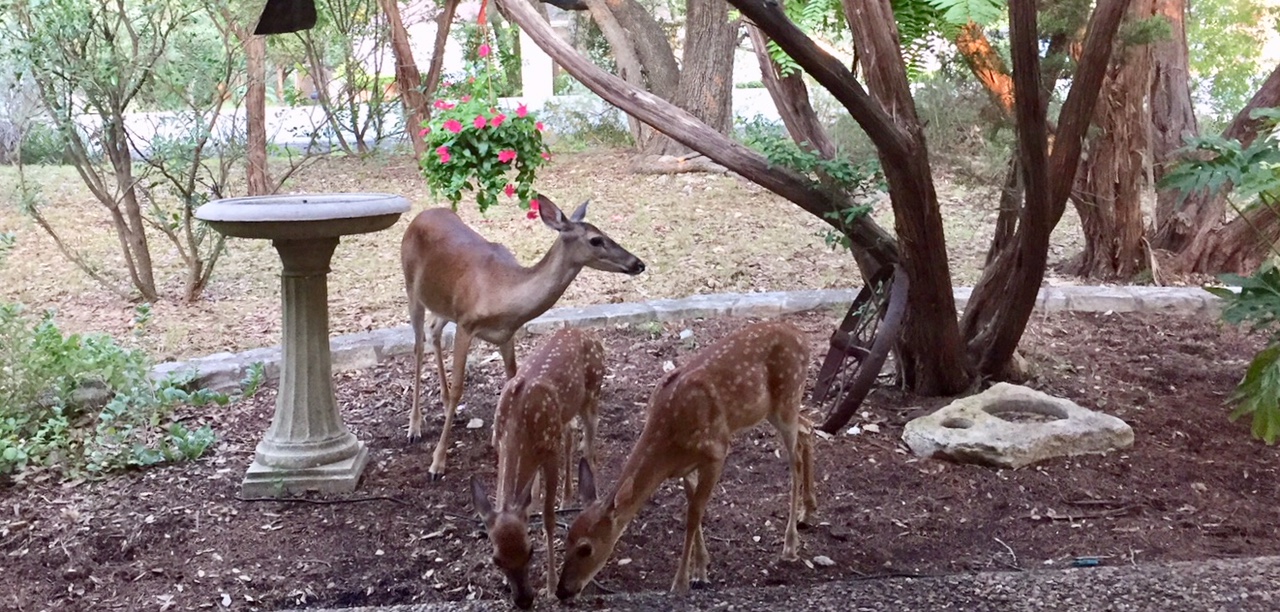 Deer Resistant Plants for Central Texas - Backbone Valley Nursery
