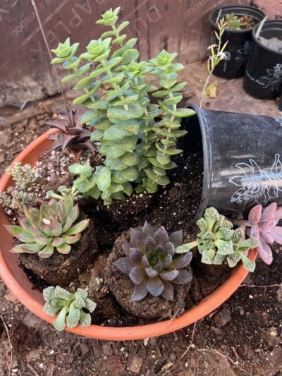 Succulent Bowls Step By Step Backbone Valley Nursery