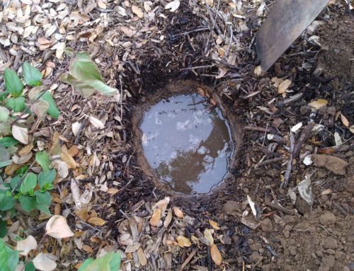 How to Check Soil Drainage