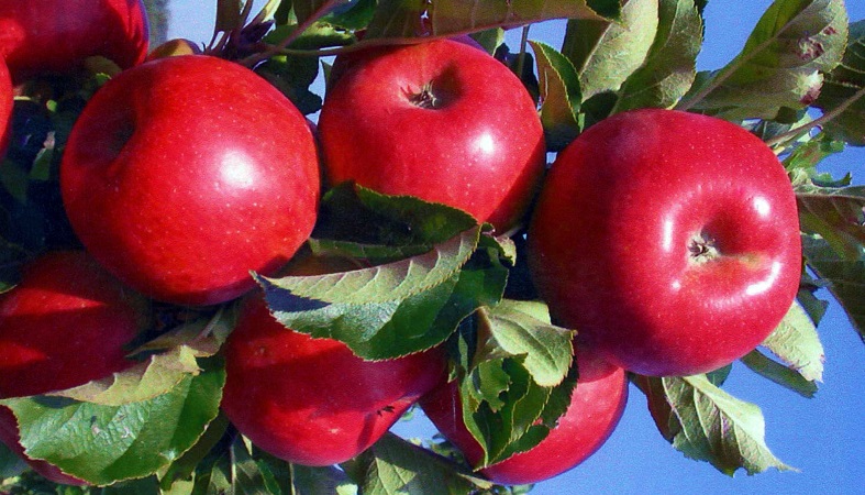 Fruit Trees In Central Texas Backbone Valley Nursery