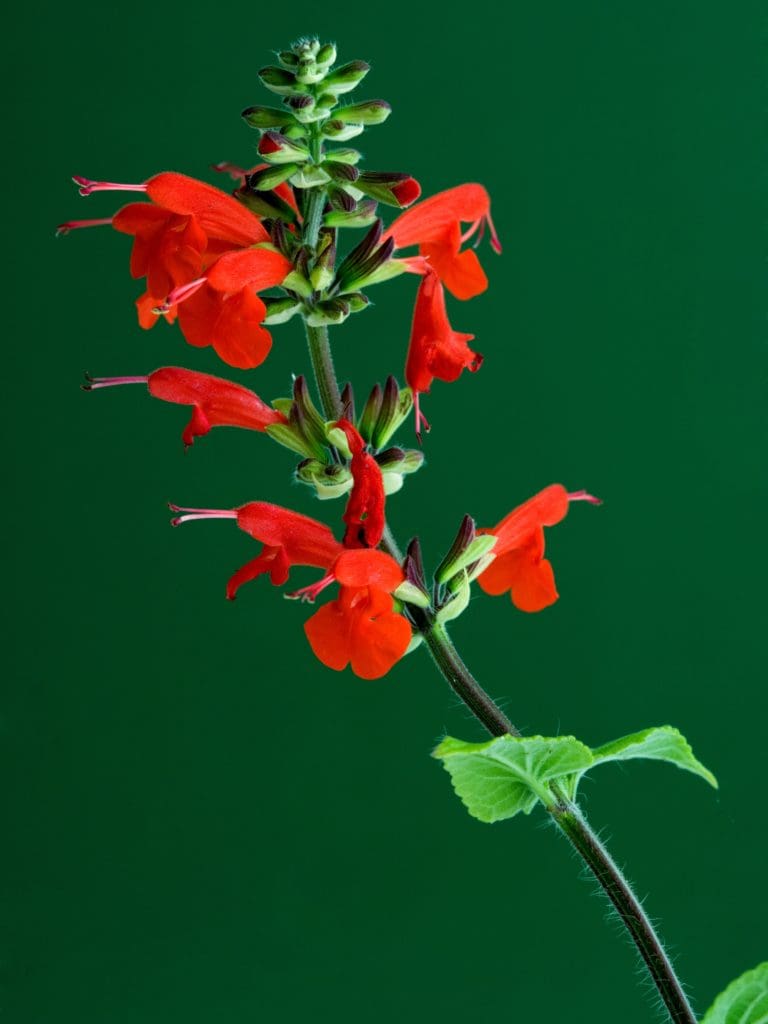 Sage Tropical Canva Backbone Valley Nursery