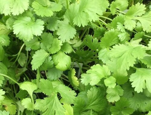 Grow Cilantro from Seed