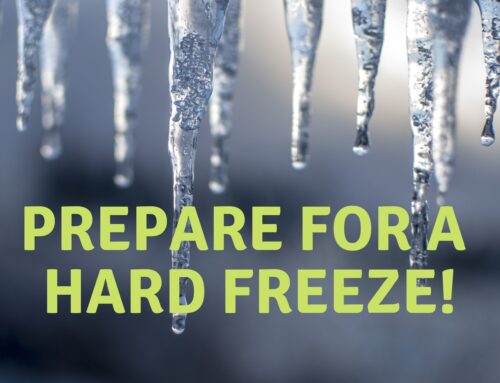 Hard Freeze Preparation in Central Texas 2024