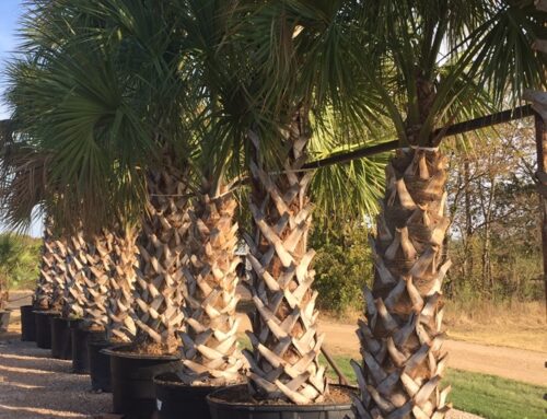 Hardy Palms for Central Texas