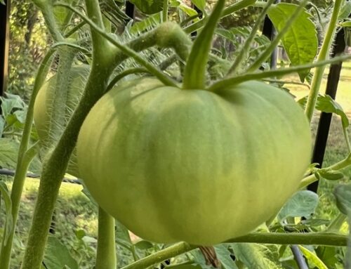 Why are My Tomatoes Not Ripening?