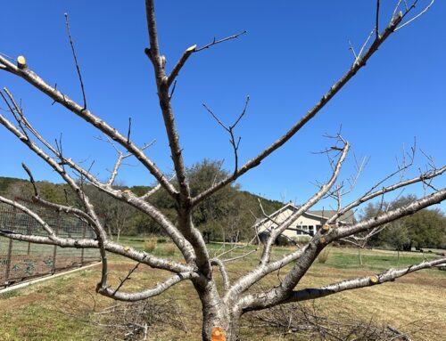 Pruning Peach Trees