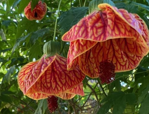 Tiger Eye Flowering Maple