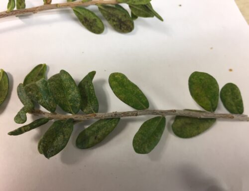 Lace Bugs on Texas Persimmon