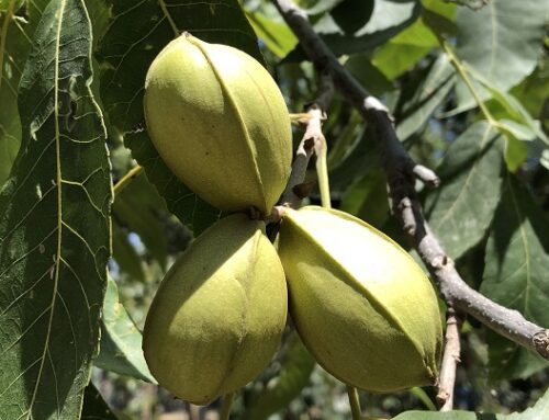 Pecan Varieties for Central Texas