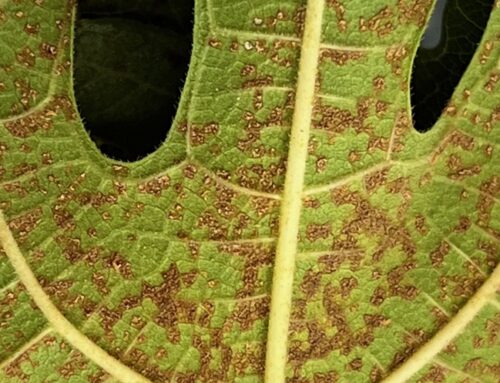 Fig Leaf Rust