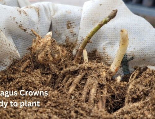 Growing Asparagus in Central Texas