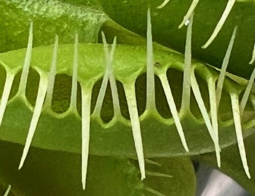 Caring for Venus Flytraps in Central Texas