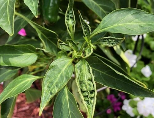 Thrips in Central Texas Gardens