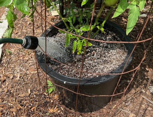 What “Overwatering” Really Means
