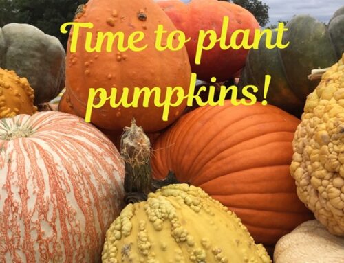 When to plant pumpkins in Central Texas