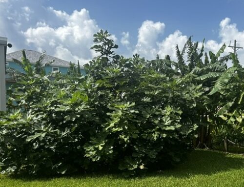 Why Isn’t My Fig Tree Producing Fruit in Central Texas?