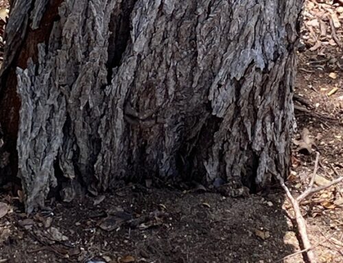 Is Your Tree Planted Too Deep?