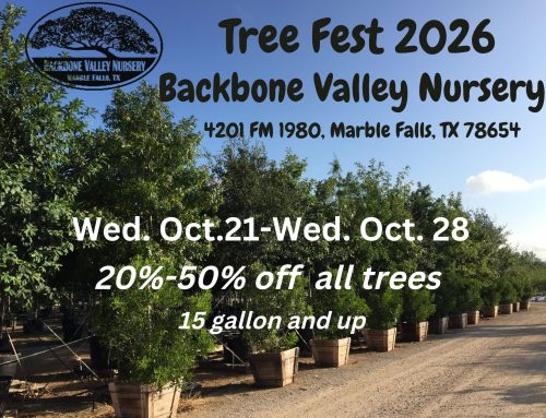 Tree Fest 2026