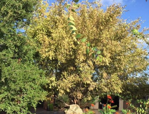 Cotton Root Rot in Texas Shade Trees