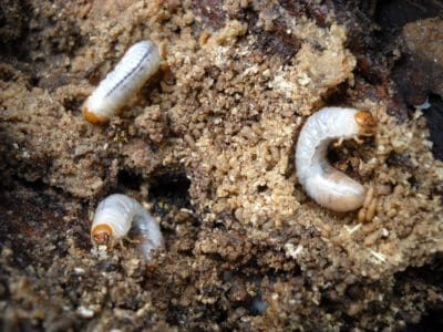 Controlling Grubs in Texas Lawns - Backbone Valley Nursery