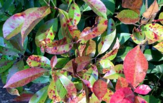 photinia leaf spots