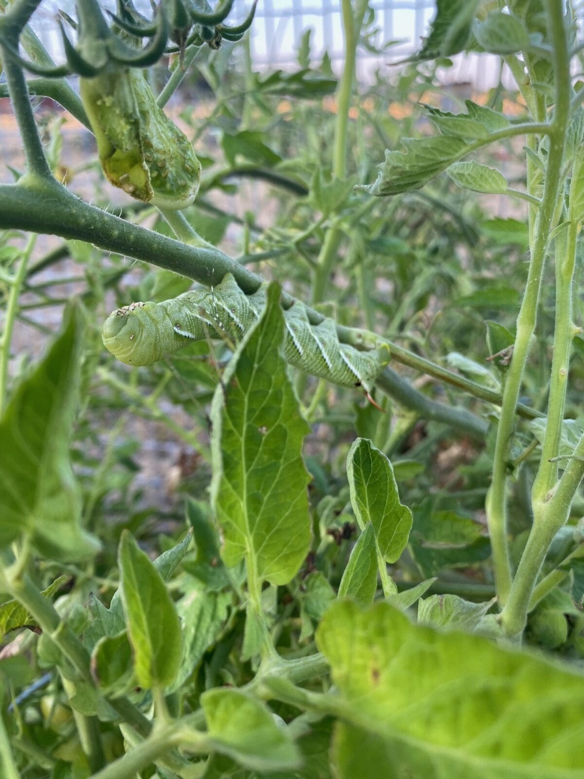 caterpillar hornworm best - Backbone Valley Nursery