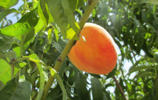 peach tree growth