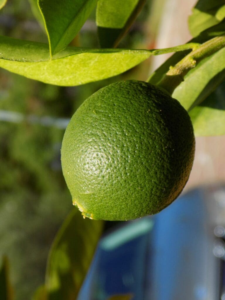 Citrus Varieties in Central Texas - Backbone Valley Nursery