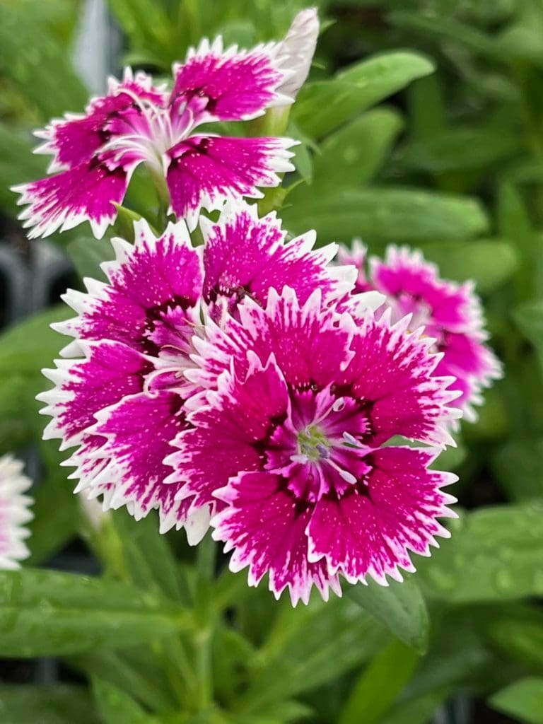 Cool Season Color - Backbone Valley Nursery