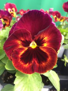 red pansy with face