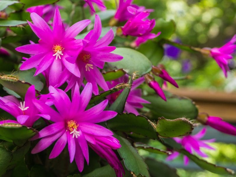 Is it Christmas Cactus, Thanksgiving Cactus or Easter Cactus ...