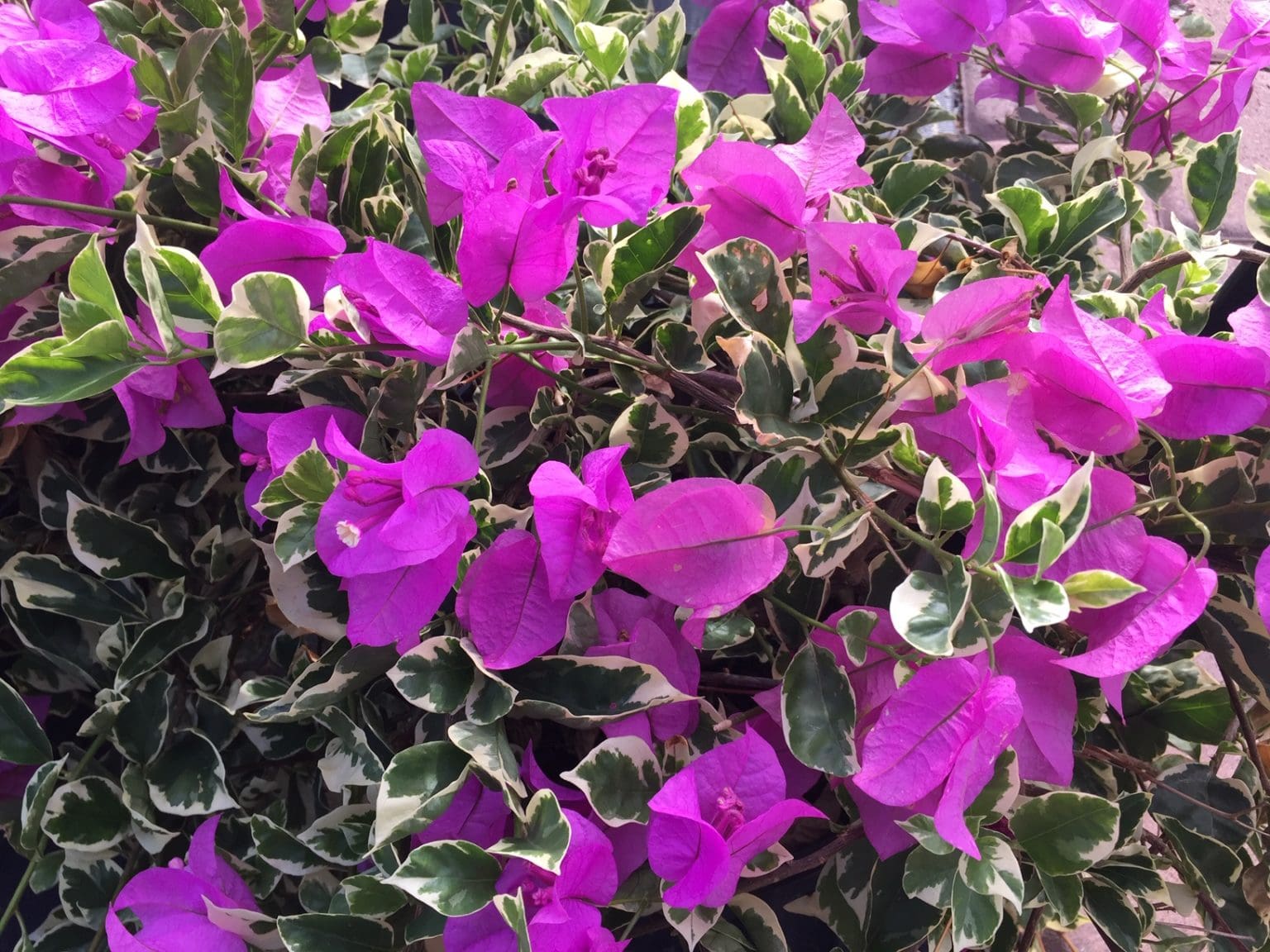 Bougainvilleas in Central Texas - Backbone Valley Nursery