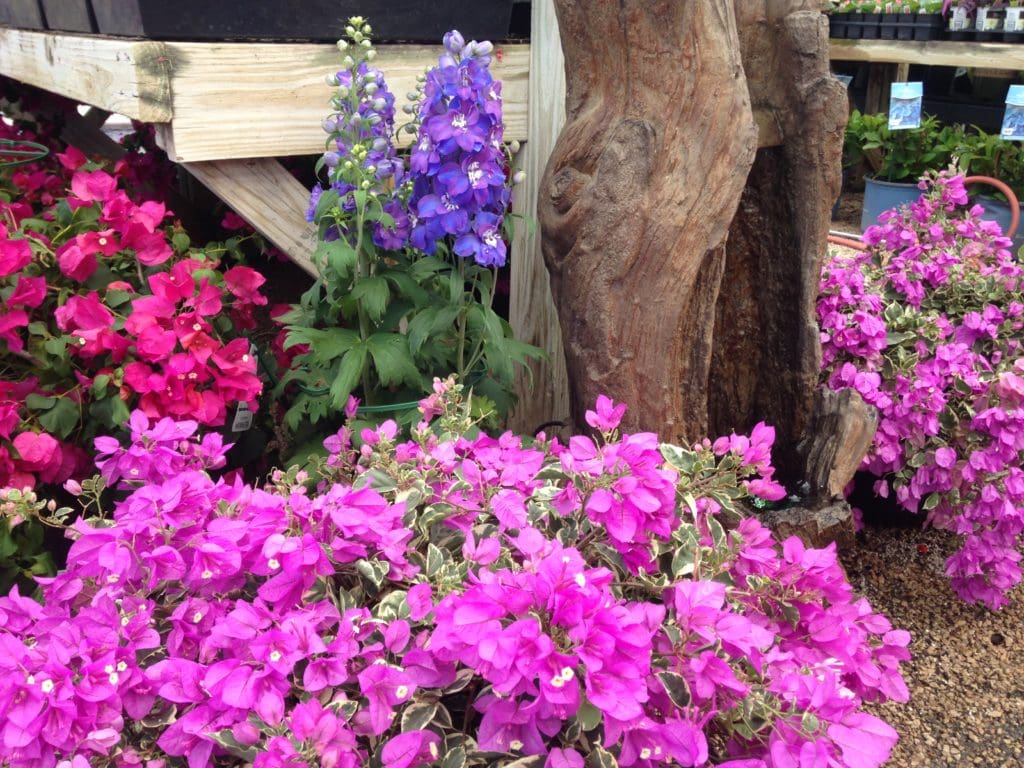 Bougainvilleas in Central Texas - Backbone Valley Nursery
