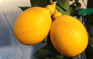 citrus insects and disease