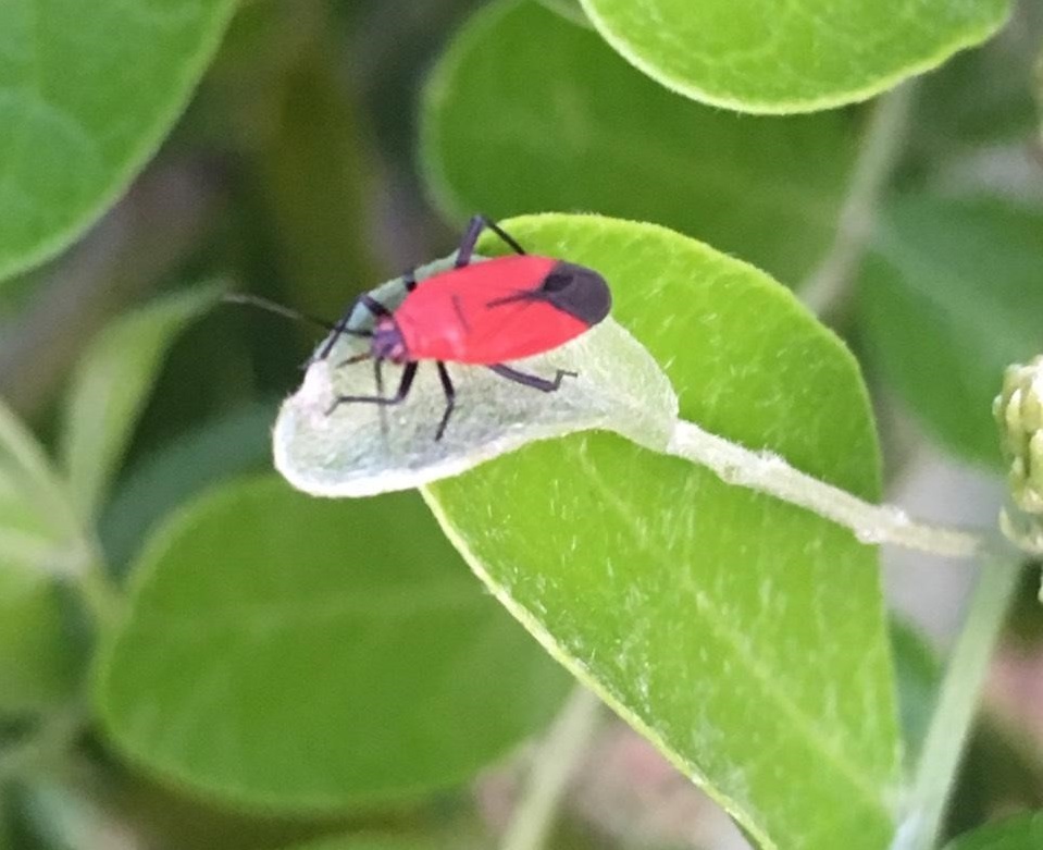 scarlet laurel bug