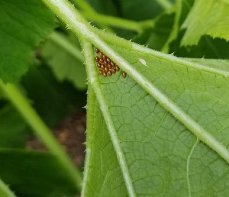 Squash Vine Borers | Backbone Valley Nursery