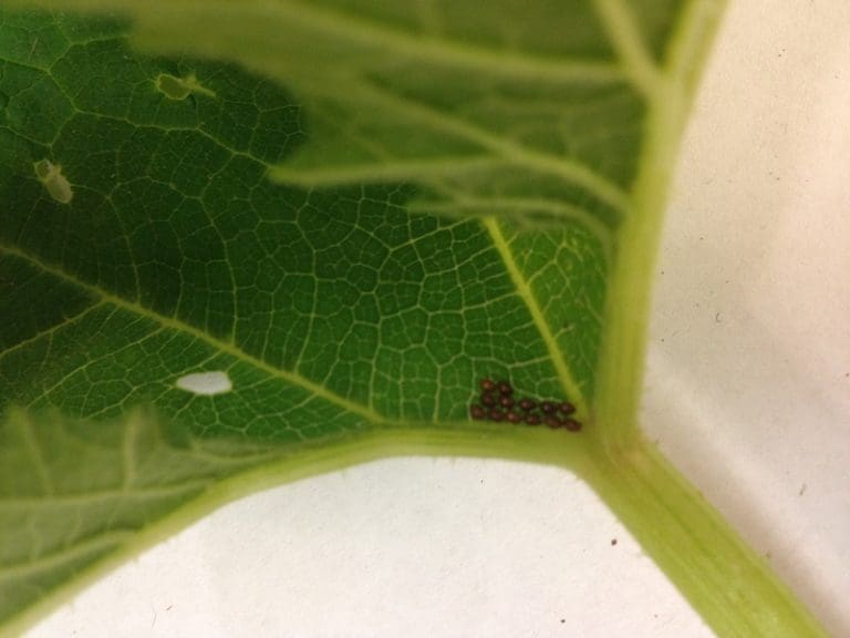 Squash Vine Borers Backbone Valley Nursery   Tempeggssvborer 768x576 