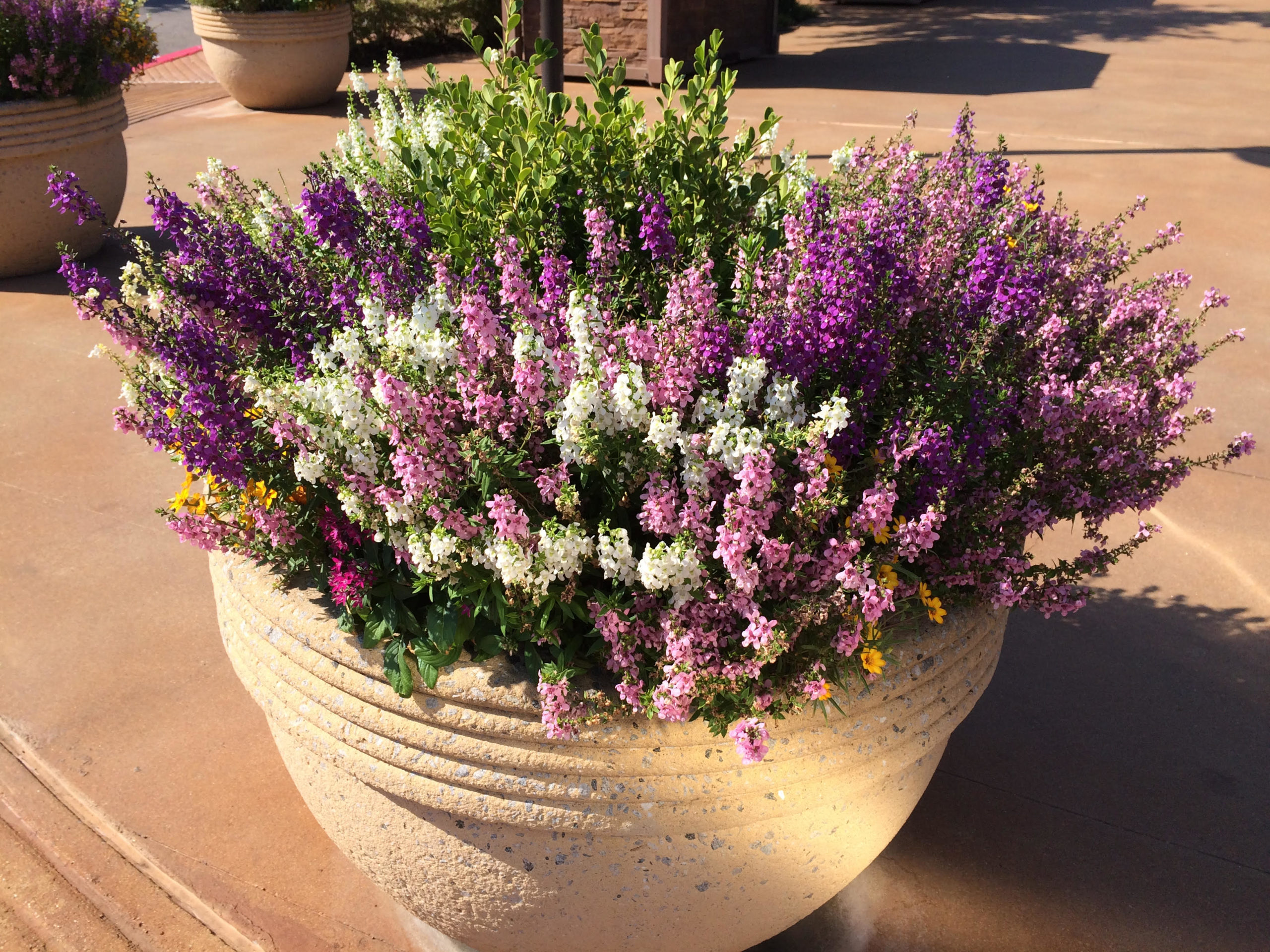 Image of Angelonia in a pot