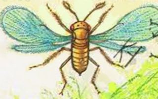 Trichogramma wasps